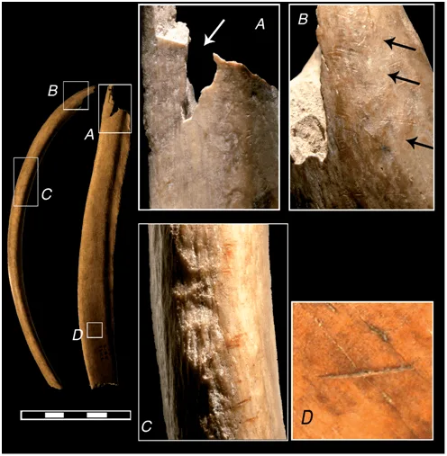 Figure 5. Fractured rib, showing two marks from human bites at A and B. Source: Aura Tortosa et al., 2010: 173.