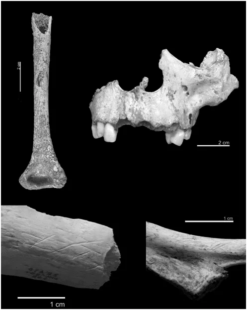 Figure 1. Remains with anthropic marks from percussion and incision. Source: Carbonell et al., 2010:544.