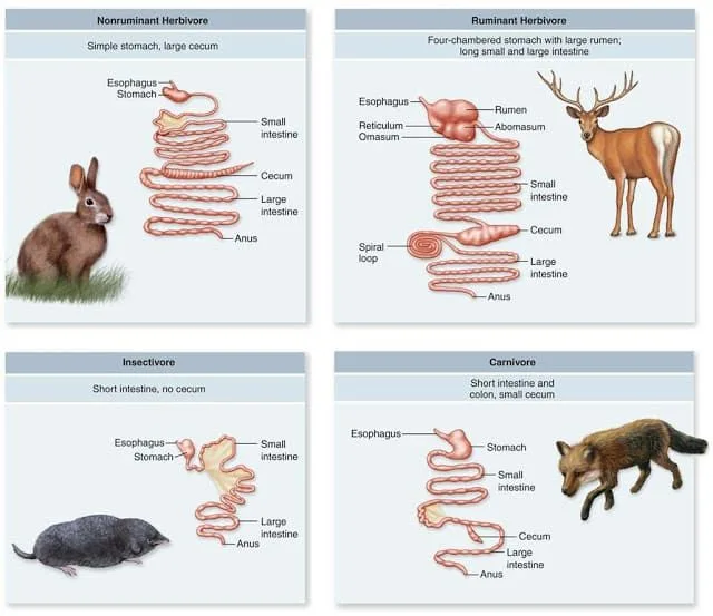 Comparación del aparato digestivo de especies con diferente alimentación. Fuente