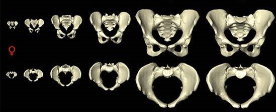 La prehistoria en clave femenina: algunos aspectos aspectos biológicos sobre el parto.