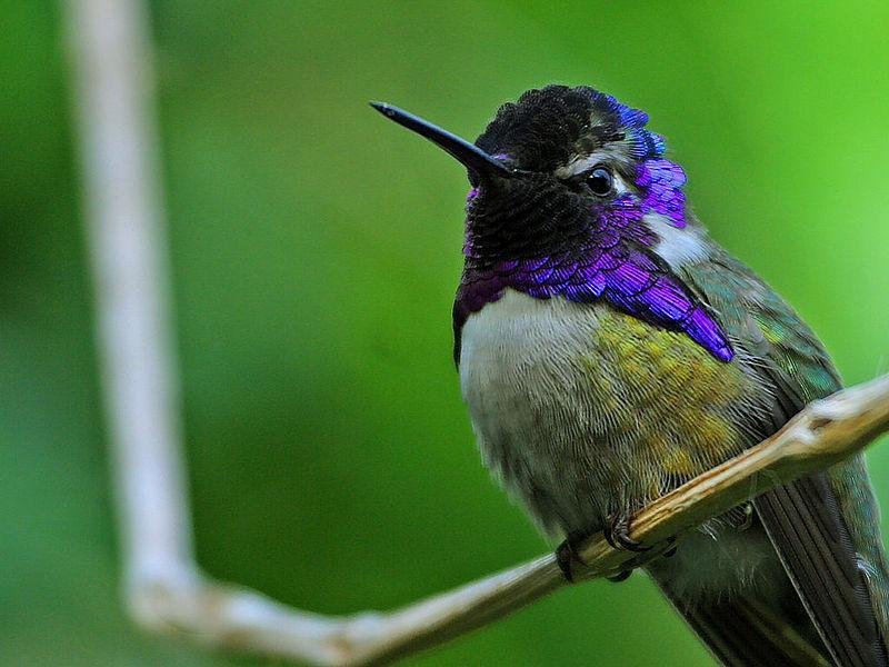La pequeña flecha verde. El simbolismo sexual maya del colibrí